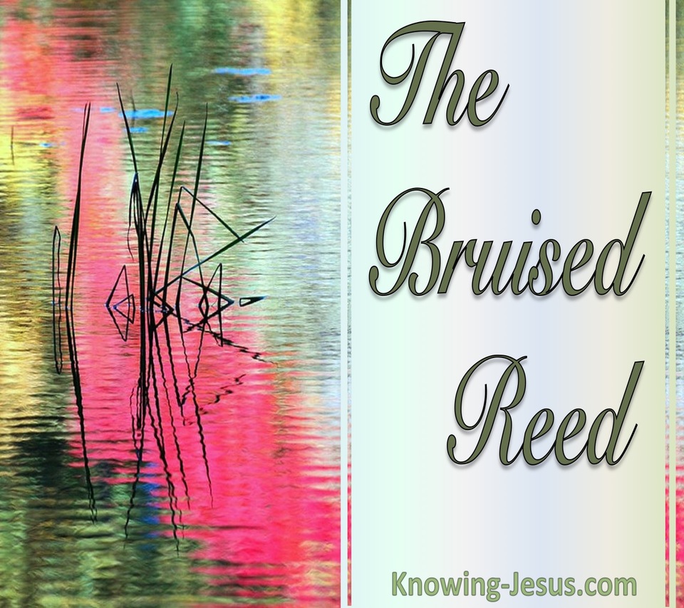 Isaiah 42:3  The Bruised Reed (devotional)04-08 (sage)